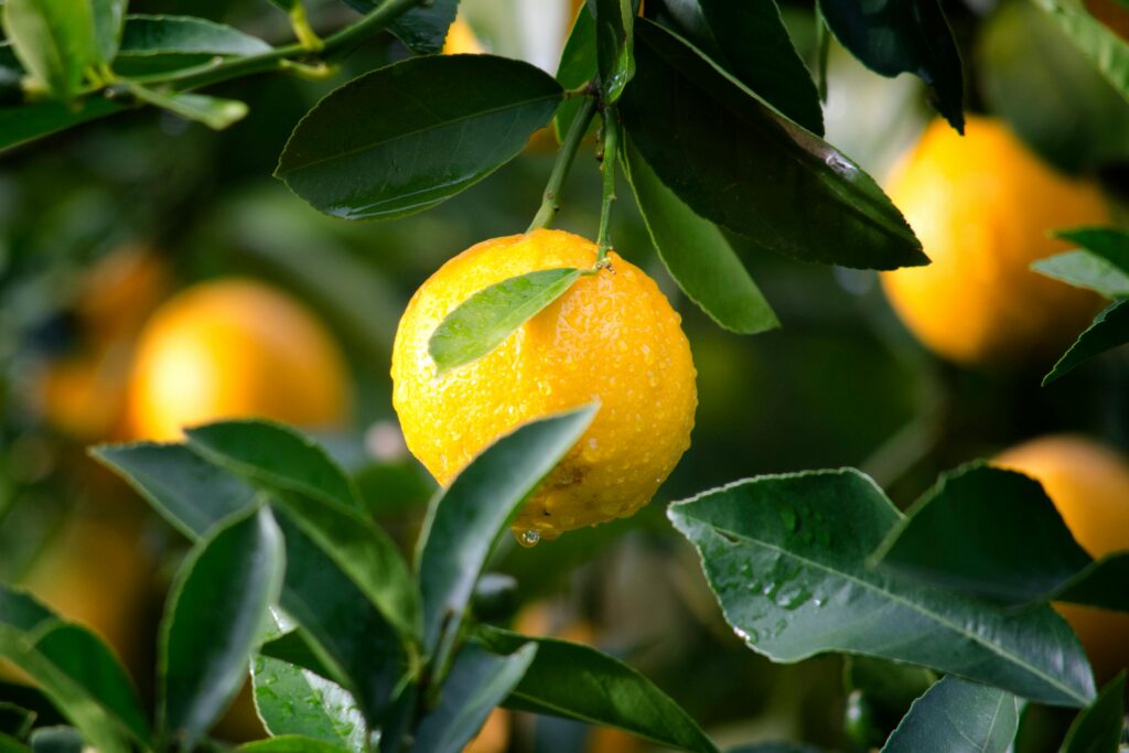 fresh lemon
