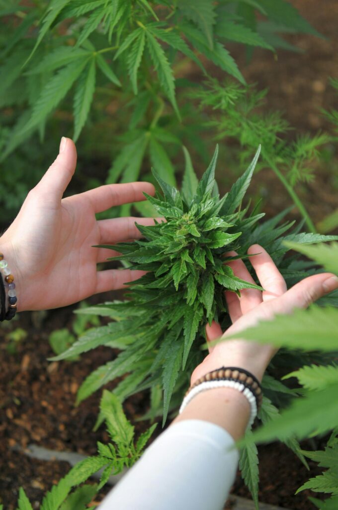 Ayr Wellness indoor cannabis cultivation facility