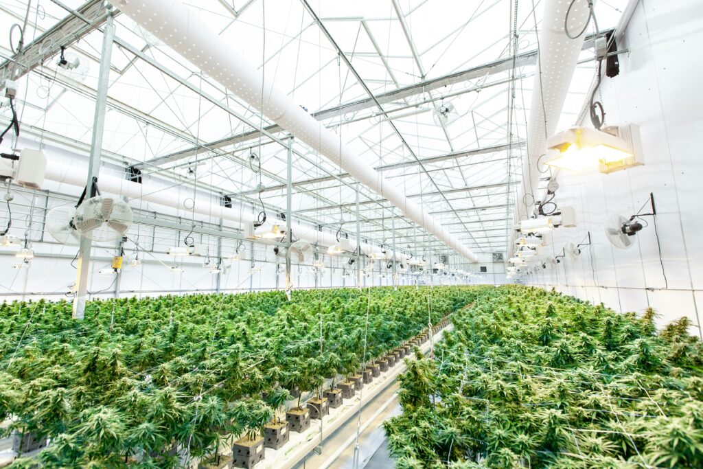 Ayr Wellness indoor cannabis cultivation facility