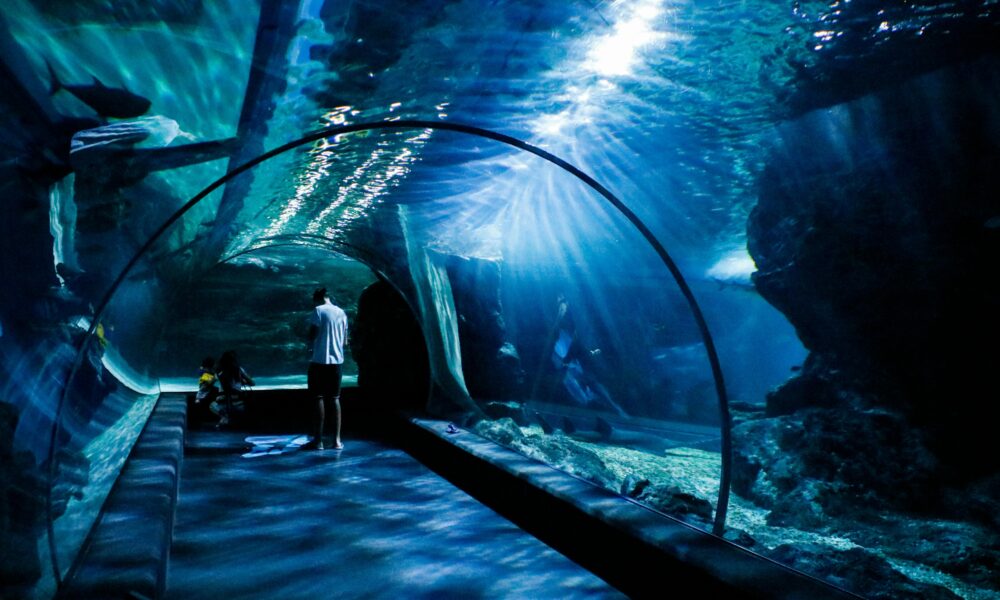 SEA LIFE Aquarium – Underwater tunnel with sharks or rays.