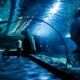 SEA LIFE Aquarium – Underwater tunnel with sharks or rays.