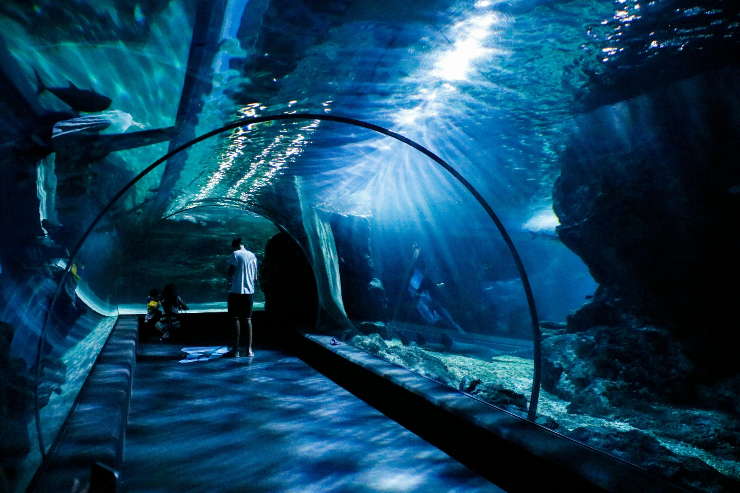 SEA LIFE Aquarium – Underwater tunnel with sharks or rays.
