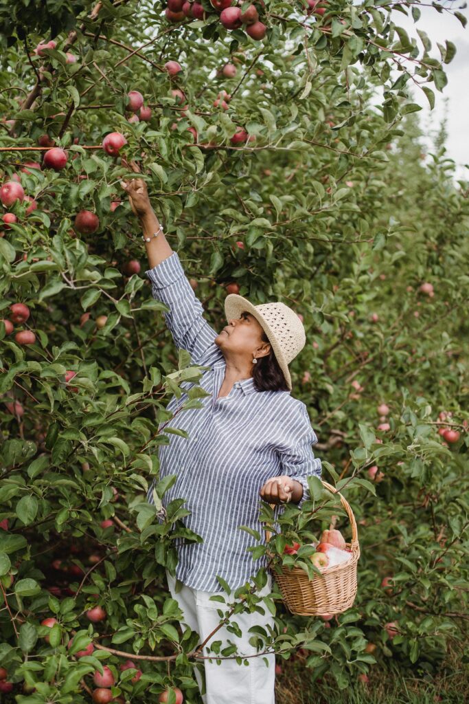 Fresh red apples in a basket rich in vitamins and antioxidants"