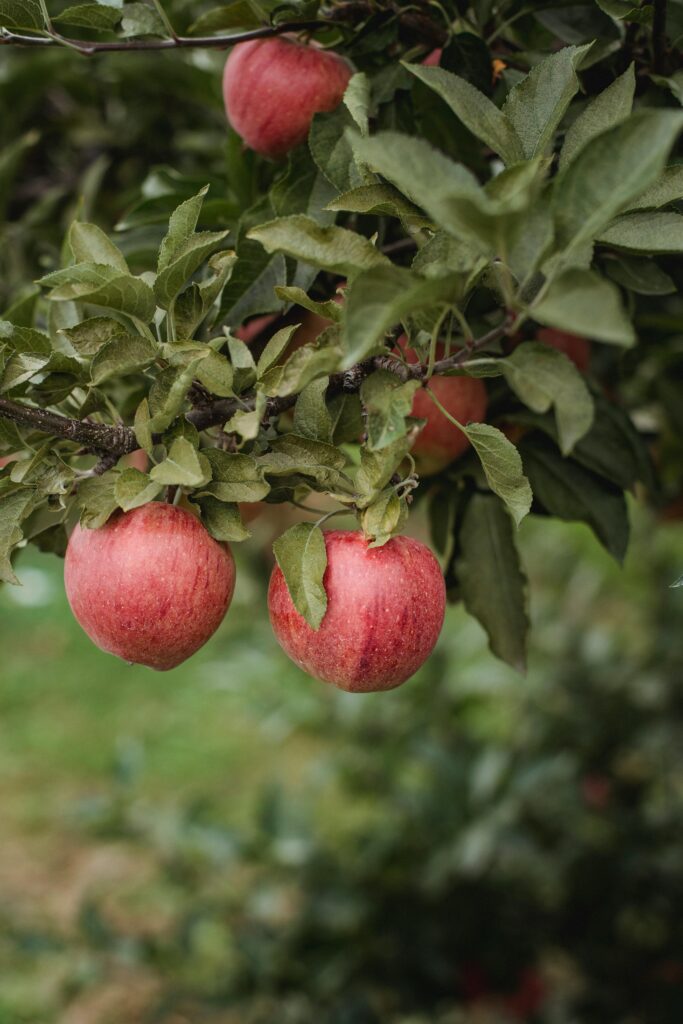 Sliced apple showing fiber and nutritional benefits"