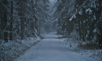 A snow-covered path leading into a dense forest (mystery + silence).