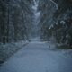 A snow-covered path leading into a dense forest (mystery + silence).