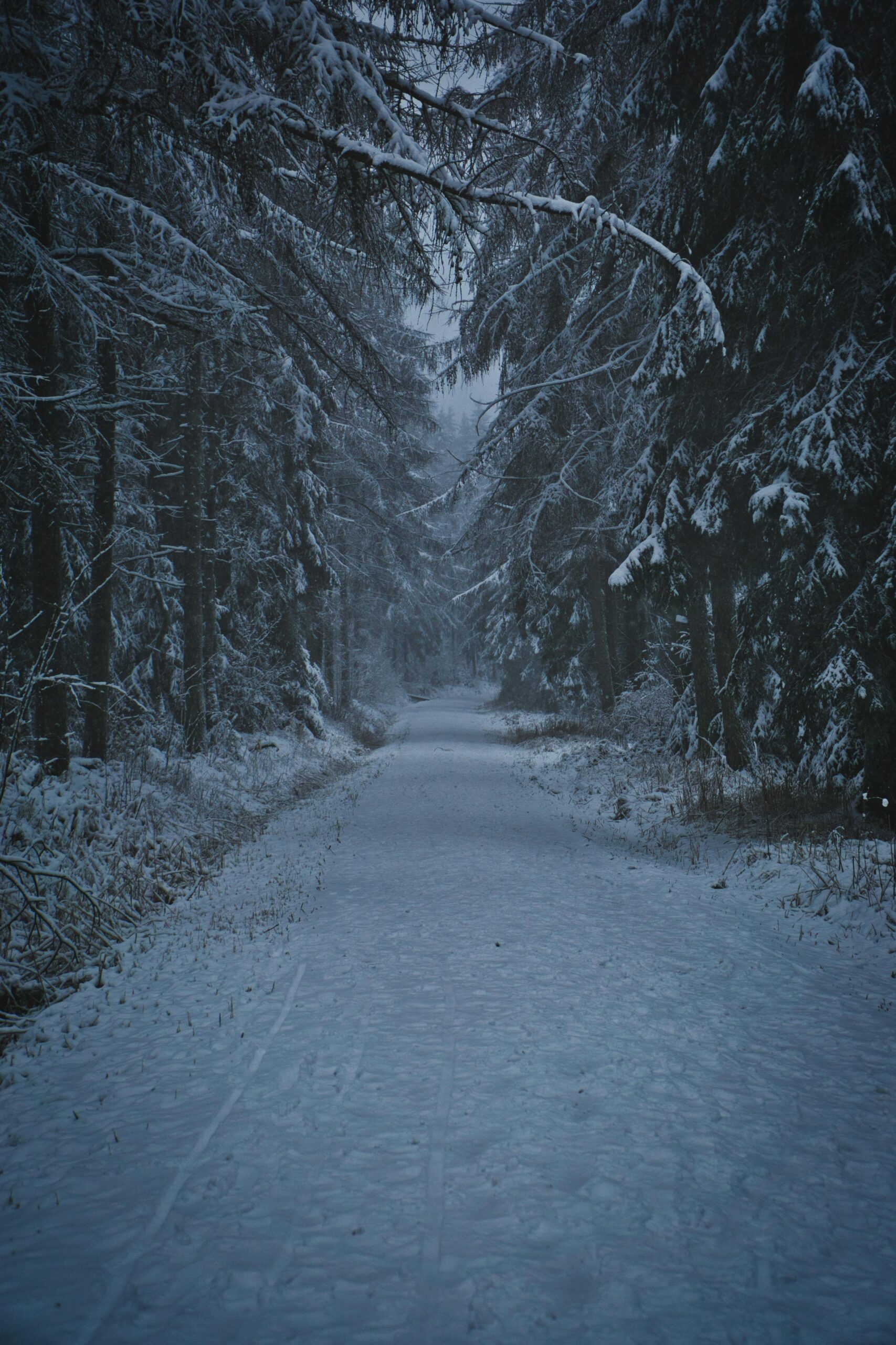 A snow-covered path leading into a dense forest (mystery + silence).