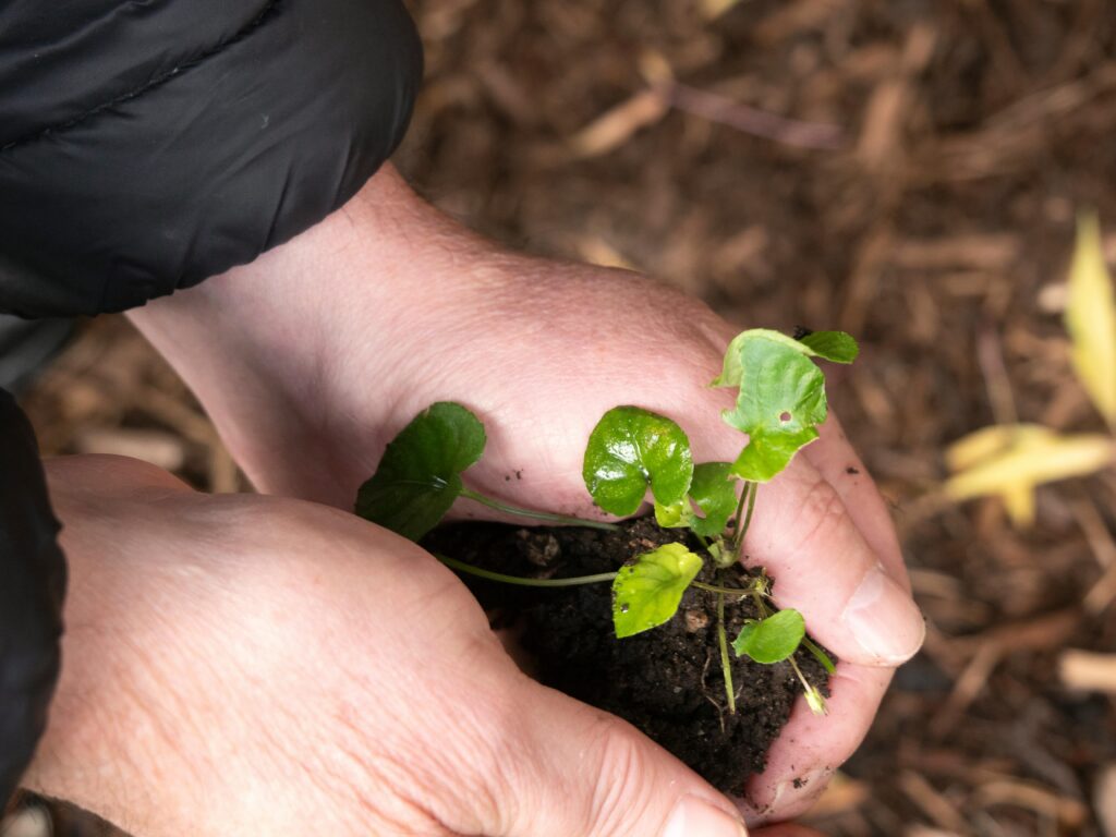 Close-up of hands planting a small tree (symbol of growth).